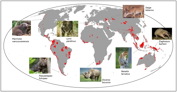 Global priority areas for mammal extinction risk reduction